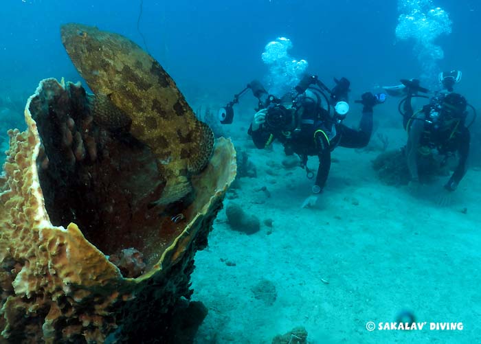 south liveaboard dive cruise in Madagascar